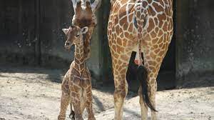 Memphis Zoo Giraffe Herd Grows With New Birth