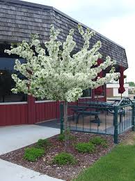 W/lights succulents miniature tree planter flowerpot for office house. 19 Dwarf Ornamental Trees To Grow Ornamental Dwarf Evergreen Trees