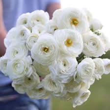 Image result for Ranunculus volkensii