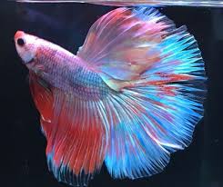 Pin By Diego Vicari On Peixes E Aquarios Betta Fish Colorful Fish Betta
