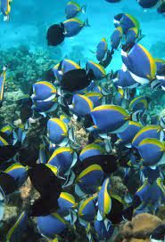 Best Red Sea Coral Reef Ocean Creatures Beautiful Sea Creatures Sea Animals