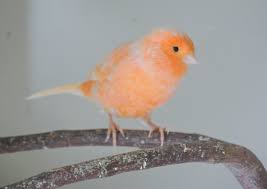 Imported show canaries california, orange county. A Visit With My Beautiful Canaries The Martha Stewart Blog