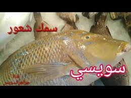 معلومه في دقيقة سمك شعور أو الشعري من أسماك البحر الأحمر Youtube