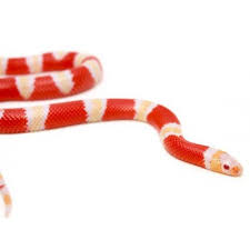 Lampropeltis Triangulum Hondurensis Albinos Faux Corail Du Honduras Français:distinguer un serpent corail d'un serpent roi. lampropeltis triangulum hondurensis albinos faux corail du honduras