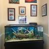 A wide variety of aquarium ornamental coral options are available to you, such as material, feature, and aquarium & accessory. 1