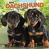 The Best Dachshund Names Male Female Unique Cool German Funny And Cute Ideas As Well As Plent Dachshund Puppies Golden Retriever Puppies Funny Dachshund