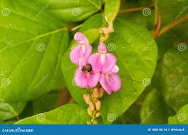 Image result for Canavalia cathartica