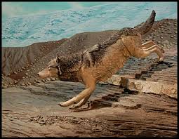 Image result for why did the dire wolf