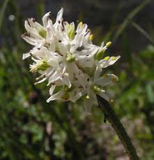 Image result for Limeum viscosum