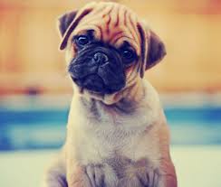 Pet Cremation Cost Funerals Malaysia I Transparent Pricing Your Trusted Partner