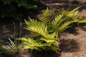 With very easy care and little maintenance to keep it thriving, this groundcover fern is sure to keep your garden looking lush, no matter where you live in the usa! Dryopteris Erythrosora Autumn Fern Japanese Shield Fern Shaggy Shield Fern North Carolina Extension Gardener Plant Toolbox