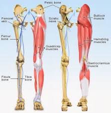 The hip and trunk muscles support your knee, ankle and foot, and they all work together when you move. 8 Best Leg Exercises For Women For Strong And Sexy Legs