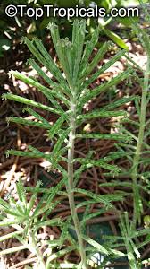 Image result for Bryophyllum tubiflorum