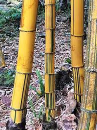 Image result for Bambusa vulgaris