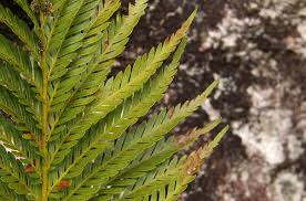 Image result for Todea