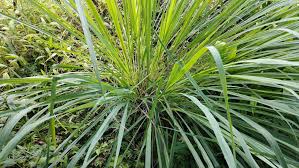 Image result for Cymbopogon nardus