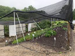 Image result for Pityrogramma aurantiaca