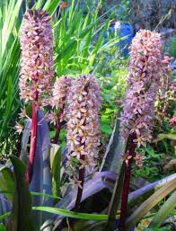 Image result for Eucomis zambesiaca