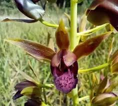 Image result for Eulophia caricifolia