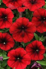 80 Petunia Easy Wave Red Velour Trailing Spreading Wave Type Plants Plugs 131 Petunia Plant Garden Plant Pots Flower Seeds