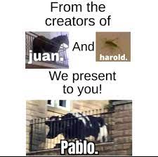See more ideas about horse quotes, funny horses, horse love. Pablo Memes