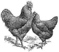Black And White Hen Clipart Rooster And Hen Free Vintage Clip Art With Images Clip Art Vintage Chicken Illustration Farm Prints