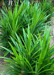 Image result for Pandanus