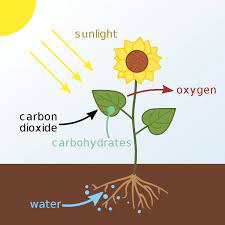 Photosynthesis Diagram From Beginning To End Science Trends