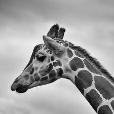 Africa Animal Black And White Giraffe Head Mammal Neck Profile Safari Tall Wildlife Giraffe Pictures Giraffe Photography Giraffe Photos