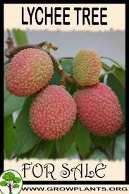Sale price $14.40 $ 14.40 $ 16.00 original price $16.00 (10% off). Lychee Tree For Sale Grow Plants