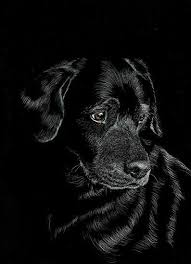 Heather A Mitchell Work Zoom Kasha Black Paper Drawing Scratchboard Art Charcoal Art