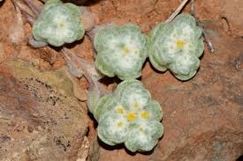 Image result for Galeomma