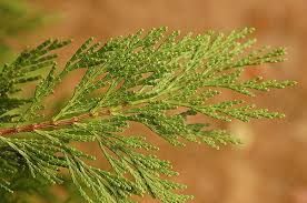 Image result for Calocedrus decurrens