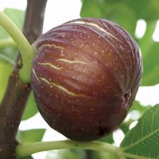 Pin On Legumes E Vegetais De A A Z