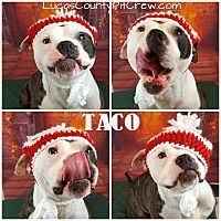 Adoption policy we adopt dogs within 30 minutes of 855 n mccord toledo, oh 43615 and complete home visits prior to all dog adoptions. Pin On Animal Rescue