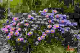 Molti di questi nomi e caratteristiche possono incuriosire e informare di più su un possibile acquisto per se stessi o anche solo per fare un regalo a qualcuno. Fiori Viola Quali Sono Dove Si Trovano E Come Prendersene Cura