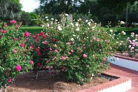 How to prepare a rose garden. Prepare New Rose Beds Learn More About Starting Your Own Rose Garden Rose Garden Design Rose Garden Landscape Rose Beds Garden
