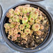 Image result for Euphorbia memoralis