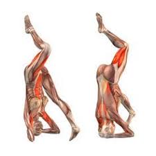 Headstand On Right Foot Ekapada Sirsasana Right Yoga Poses Yoga Com Yoga Anatomy Yoga Muscles Yoga Practice