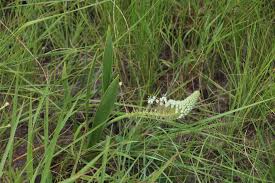 Image result for Schizocarphus nervosus