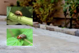 Black And White Striped Beetle Pin On Gardening