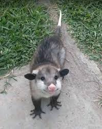 One Of The Cutest Beings On This Planet A Possum Or Opossum Also One Of The Most Misunderstood They Are Marsupials Opossum Cute Little Animals Funny Animals