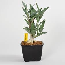 Image result for Adenia repanda