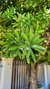 Image result for Afrocarpus usambarensis