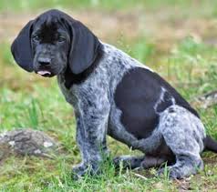 Black And Tan Coonhound Mixed With Lab I Love That He Is Sticking His Tongue Out Boone The Coonhound Mix Dogs Hound Dog Breeds Coonhound Bluetick Coonhound