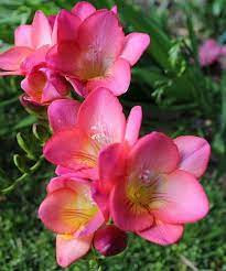 There Are So Many Different Types Of Flowers From Around The World This List Offers Some Of The Most Types Of Flowers Different Types Of Flowers Love Flowers