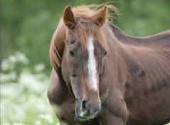 Welche deutsche stadt hat die älteste universität? Mein Pferd Wird Alt Naturalhorse Uber Den Achtsamen Umgang Mit Pferden