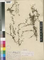 Image result for Oldenlandia lancifolia