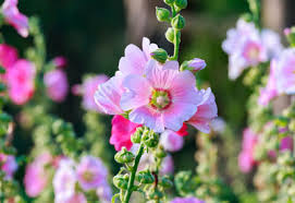 Flowers by lisa darbojas floristi aktivitātēs. How To Grow Hollyhocks Organically Planet Natural