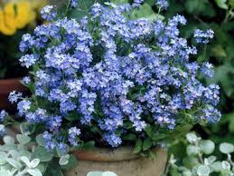 How To Grow And Care For A Forget Me Not Plant World Of Flowering Plants Planting Flowers Planting Pot Plants